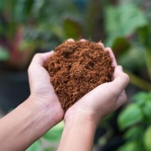 Cocopeat