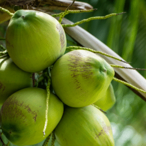 Whole Coconut